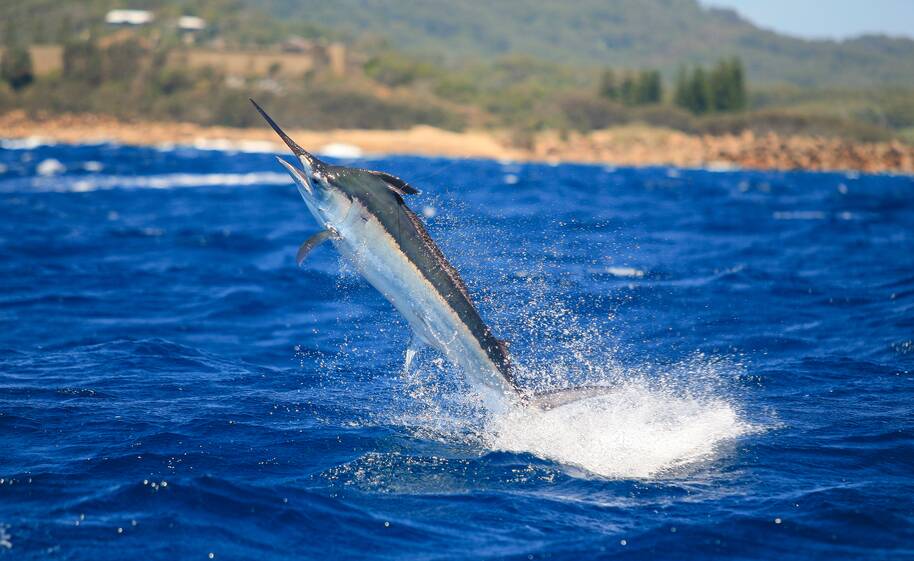 A black marlin breaches with a dramatic leap. Picture supplied