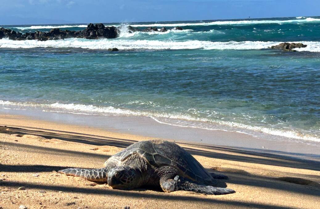 A honu.