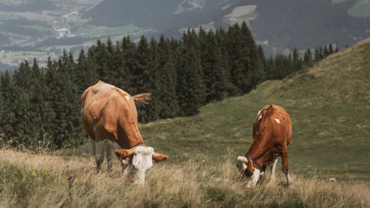 Brown cows enjoying the high pasture. Picture from Unsplash/Ahmet Yksek