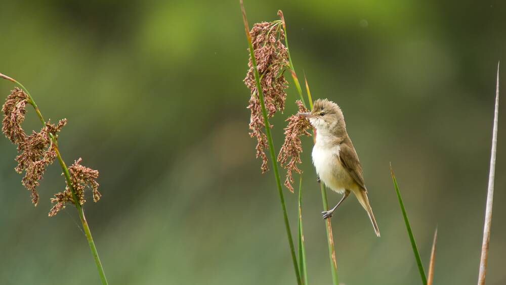 An Australian Reed-Warbler at Laratinga Wetlands. Picture by Kym Farnik/Wikimedia Commons