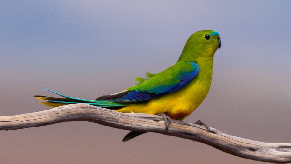 An orange-bellied parrot. Picture by Ron Knight/Wikimedia Commons