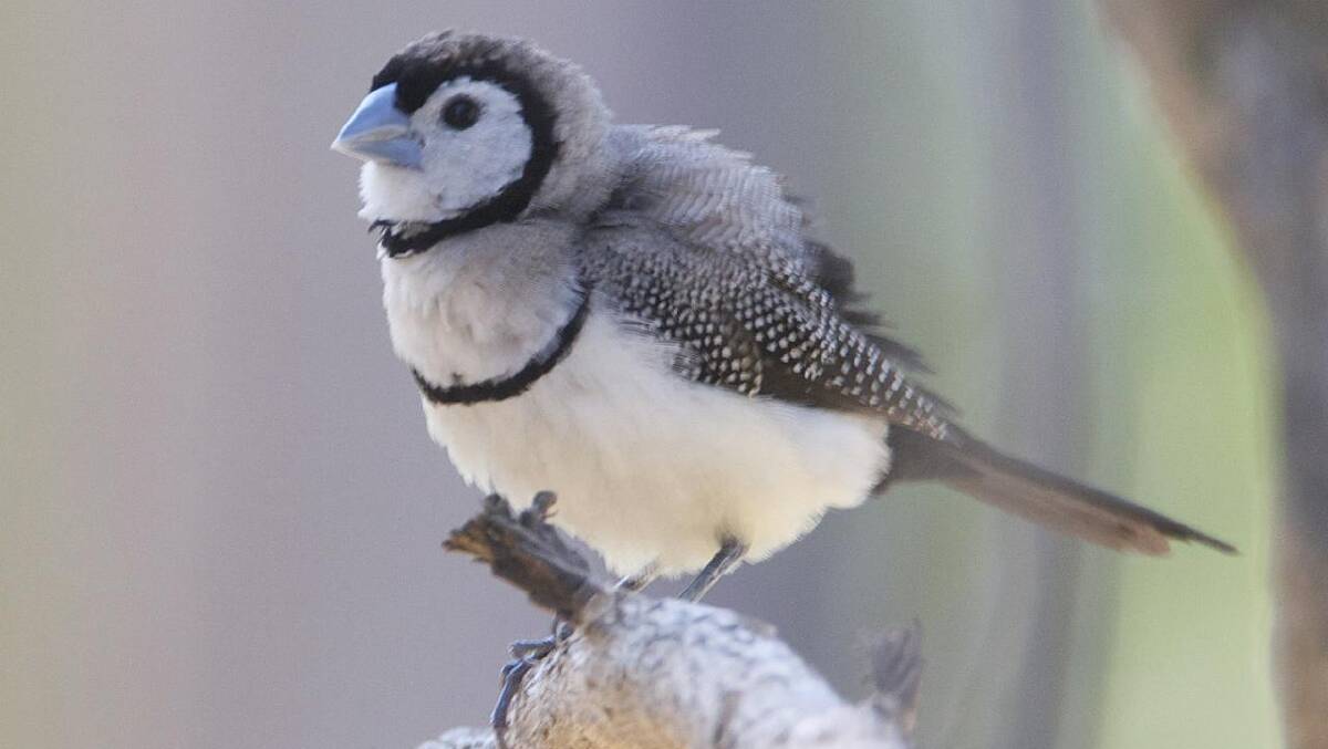 The double-barred finch. Picture by Summerdrought/Wikimedia Commons