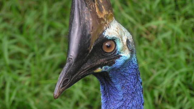 A Southern Cassowary. Picture by Frank Wouters/Wikimedia Commons