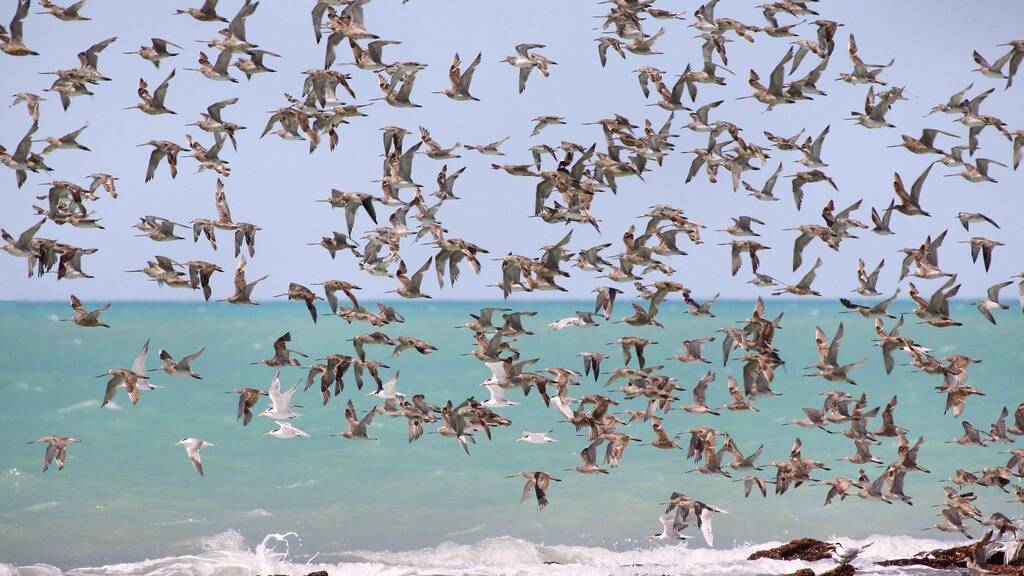 Waders taking off over Roebuck Bay, Broome. Picture by Mdk572/Wikimedia Commons