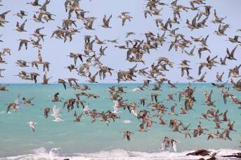 Cassowaries to Pardalotes: 7 Australian birdwatching marvels every 'twitcher' needs to visit