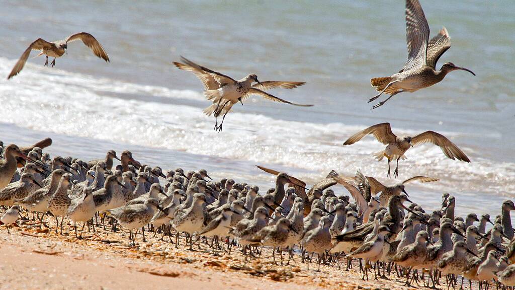 Roosting waders at Roebuck Bay. Picture by Mdk572/Wikimedia Commons