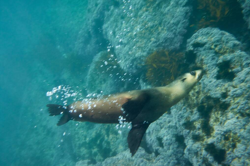 Meet the locals at Apollo Bay, Great Ocean Road. Picture by Tourism Australia