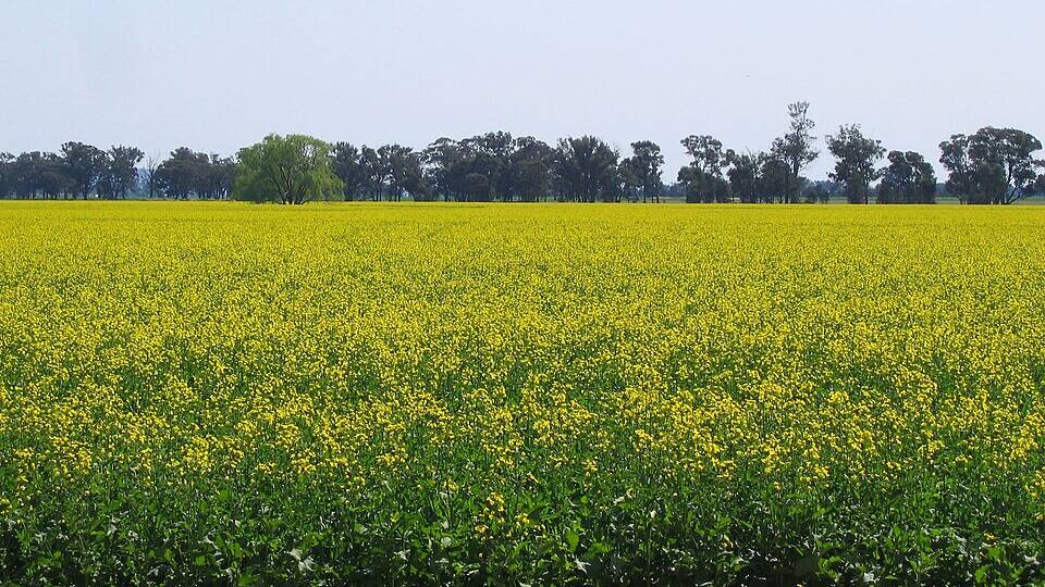 Stunning fields of canola flowers bloom in Temora each year between August and September. Picture supplied
