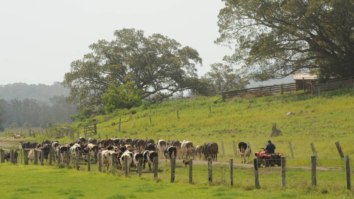 A dairy farm in the small riverside town of Coopernook. Picture by Michael Petey