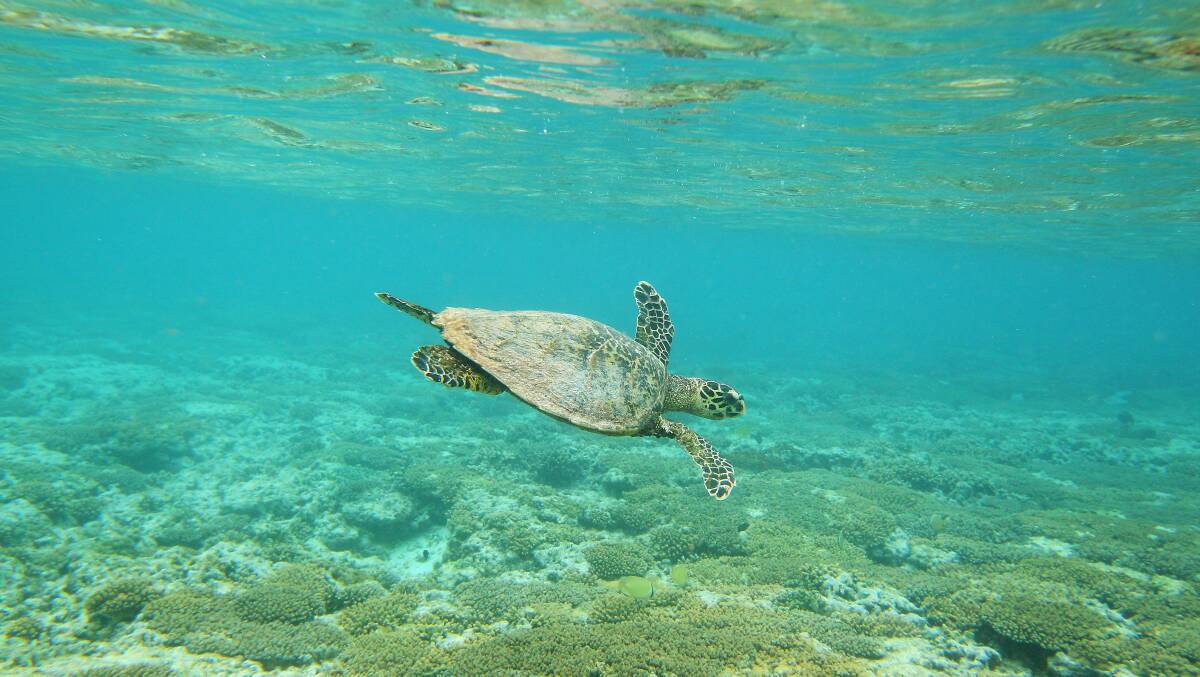 Keen nature watchers may be lucky enough to spot turtles and their hatchlings on the beaches of Bundaberg. Picture by Mark Kolbe