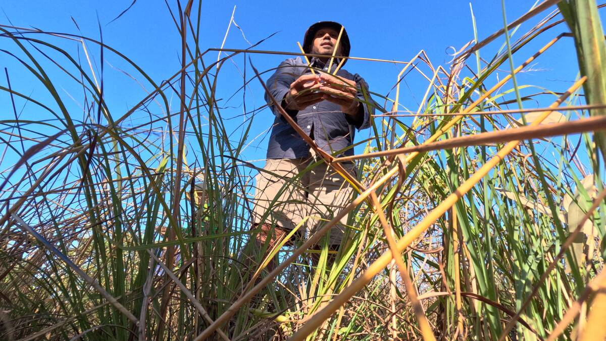 Ben Tyler explains how to forage for bush tucker. Ben Tyler explains how to forage for bush tucker.