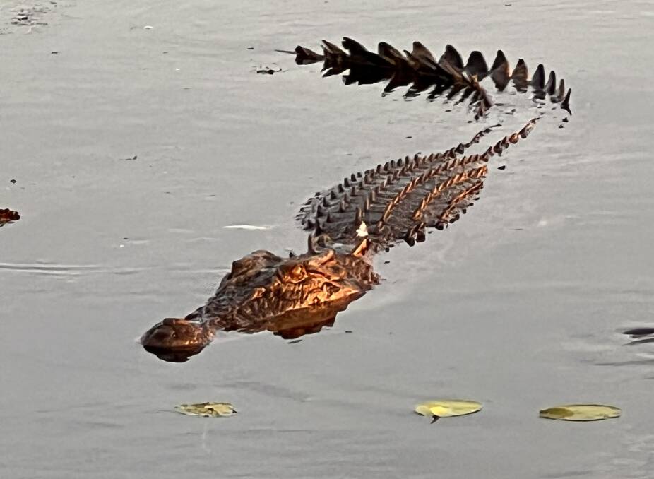 A crocodile catches the last of the sun on Yellow Water. A crocodile catches the last of the sun on Yellow Water.