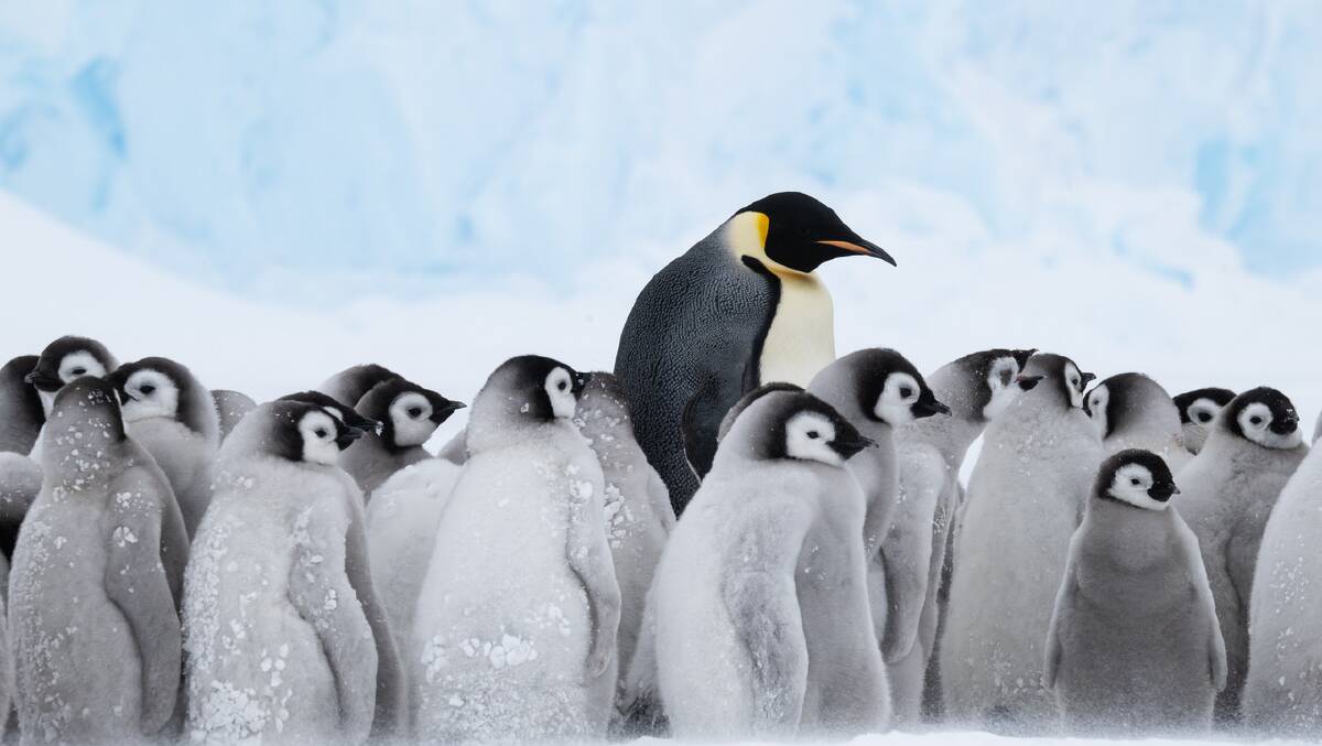 An image of penguins taken on one of David Sinclair's many trips to Antarctica An image of penguins taken on one of David Sinclair's many trips to Antarctica