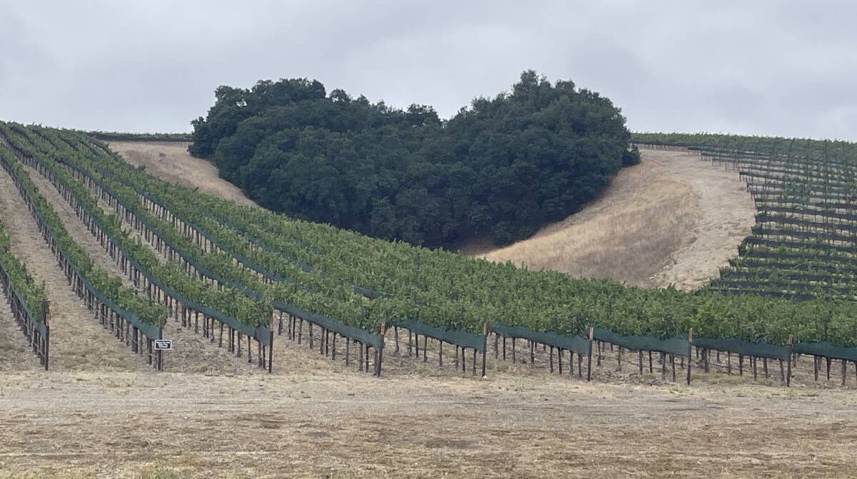 The iconic Heart Hill at Niner Wine Estate in Paso Robles. Picture by James Gardiner
