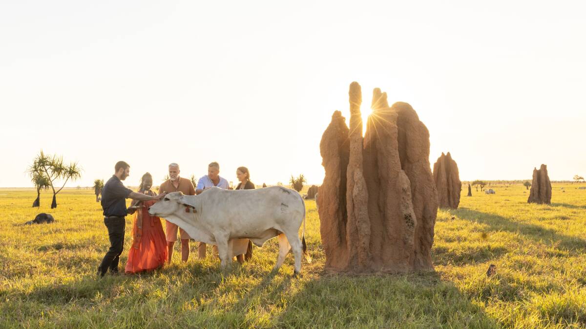 Cows and Canapes. Cows and Canapes.
