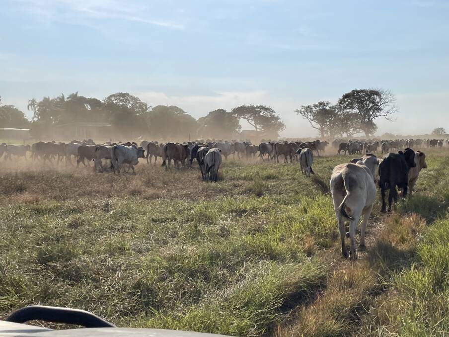 Our visit to Finniss River Lodge coincided with a cattle muster. Picture by Josh Leeson Our visit to Finniss River Lodge coincided with a cattle muster. Picture by Josh Leeson