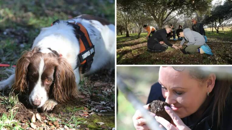 Twiggy the springer spaniel sits with her nose over a truffle; truffle hunt participants help to dig out the prized fungus; Wollongong food Cindy Buckingham takes a deep sniff of the truffle aroma. Pictures by Robert Peet