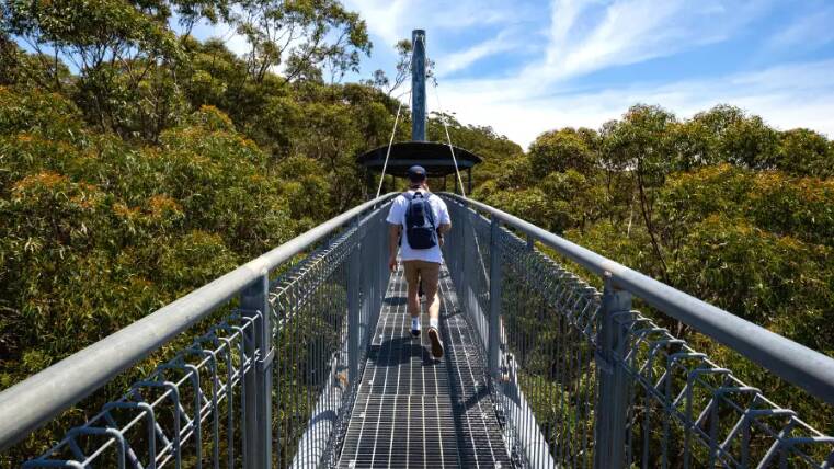 The treetop walk at the Illawarra Fly. Picture supplied