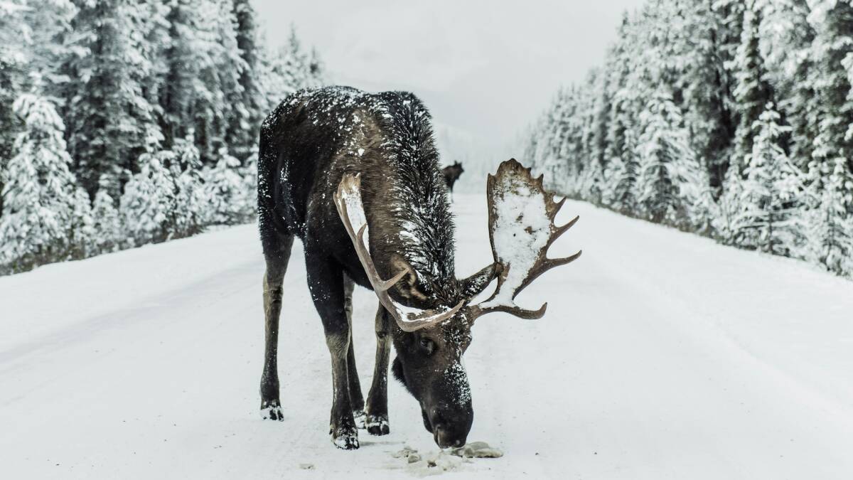 A moose in Jasper, Canada. Picture by Ivars Krutainis/Unsplash A moose in Jasper, Canada. Picture by Ivars Krutainis/Unsplash