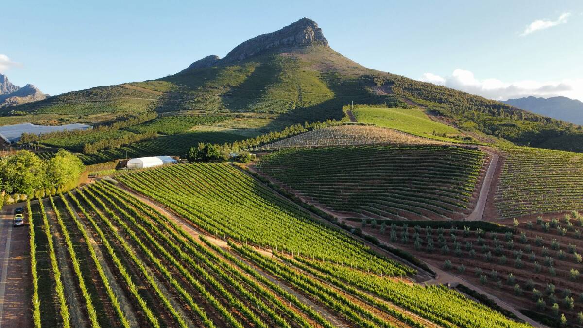 Vineyards in Stellenbosch, South Africa. Picture by Nenad Gataric/Unsplash