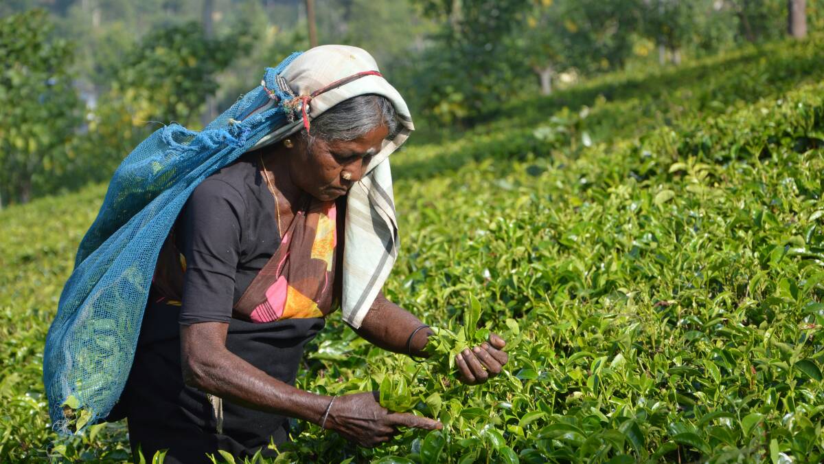 A women picking tea leaves at the Tea Research Institute of Sri Lanka. Picture by Asantha Abeysooriya/Unsplash