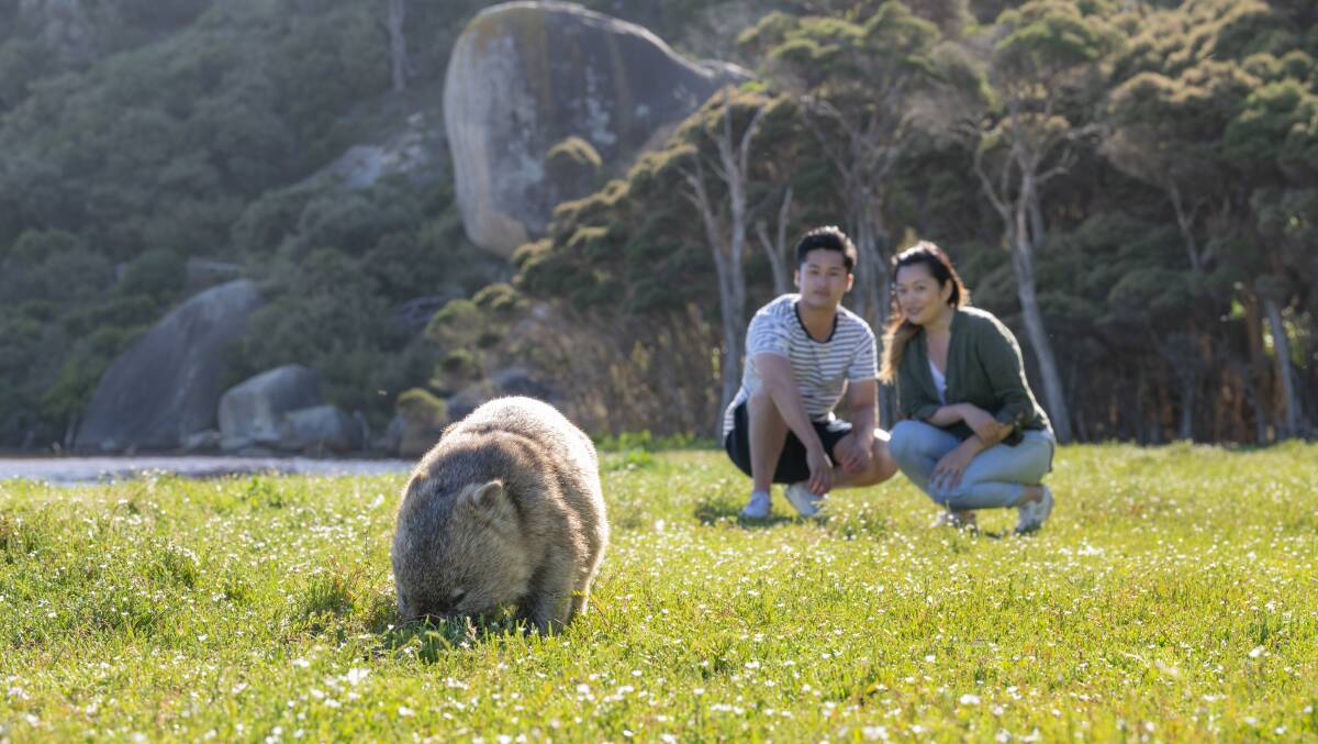 A couple spots a wombat at Wilsons Promontory, Victoria. Picture: Visit Victoria A couple spots a wombat at Wilsons Promontory, Victoria. Picture: Visit Victoria