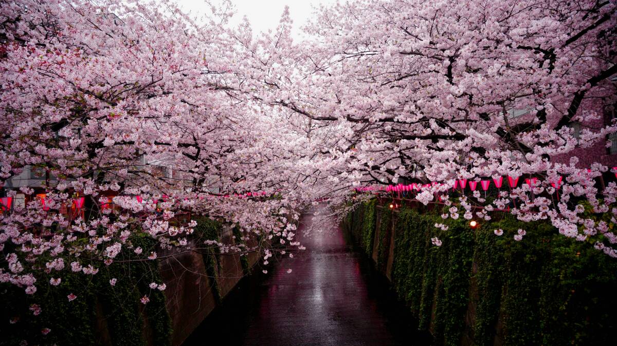 Cherry blossoms in Japan. Picture from Unsplash/Crystal Kay