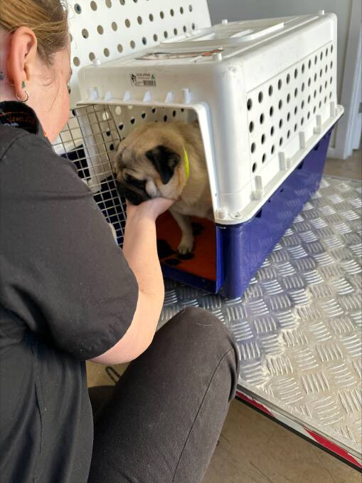 A dog in an airline approved crate being looked after by a staff member at Aussie Pet Connections. Picture: supplied