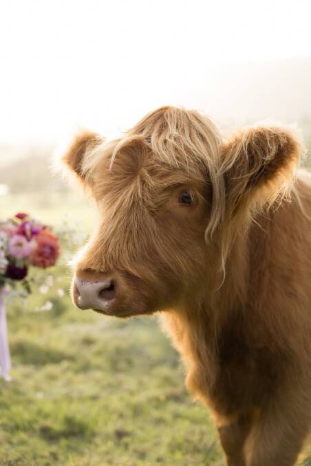 One of the residents - a Highland cow - at Abergail Farm. Picture by Lucy Anne Photography