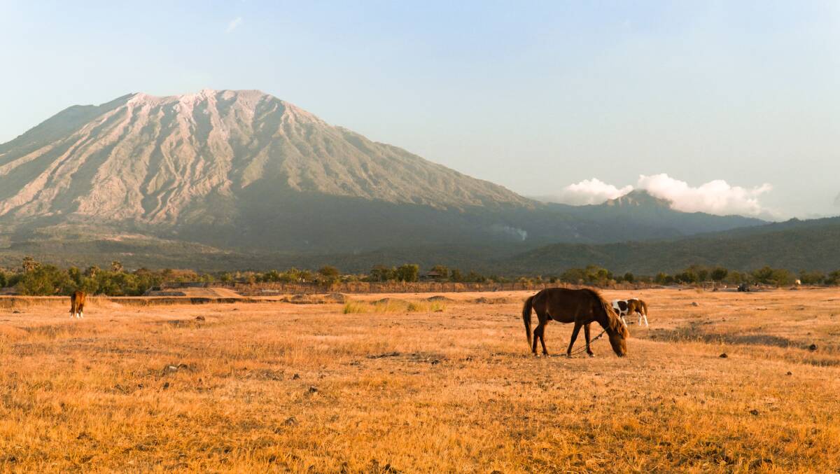 Savana Tianyar. Picture by Shutterstock