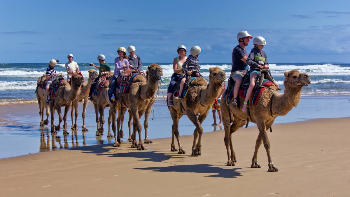A group of people ride camels at the beach. Picture by Shutterstock