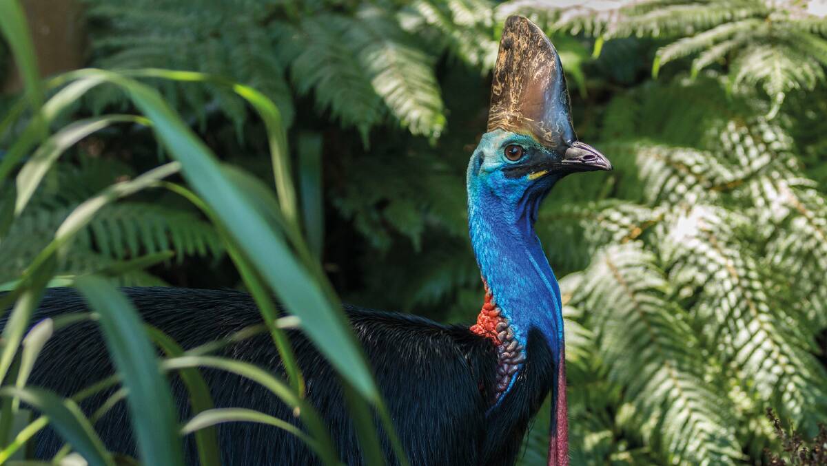 A cassowary. Picture by Shutterstock A cassowary. Picture by Shutterstock