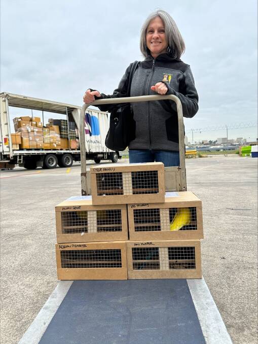 Carmel Cricelli from Aussie Pet Connections prepares birds for air travel. Picture: supplied