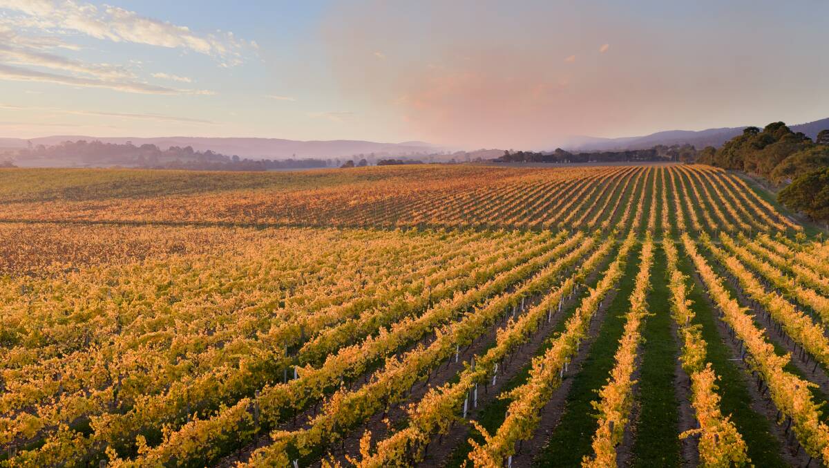 Victoria's Yarra Valley is a popular destination for its wine tasting and gourmet dining. Victoria's Yarra Valley is a popular destination for its wine tasting and gourmet dining.