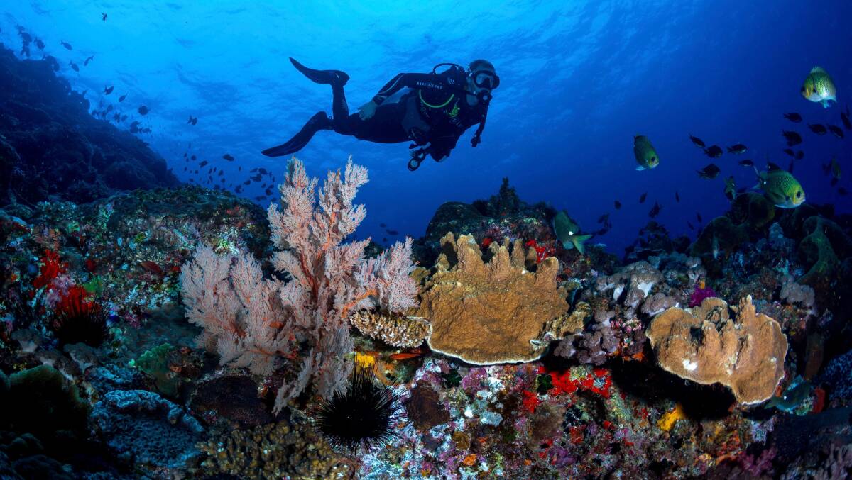 A scuba diver explors the coral gardens surrounding Lord Howe Island. Picture by Jordan Robins