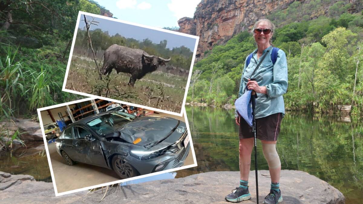 Carol Timbrell (main) with the buffalo and the rental car it charged into. Carol Timbrell (main) with the buffalo and the rental car it charged into.