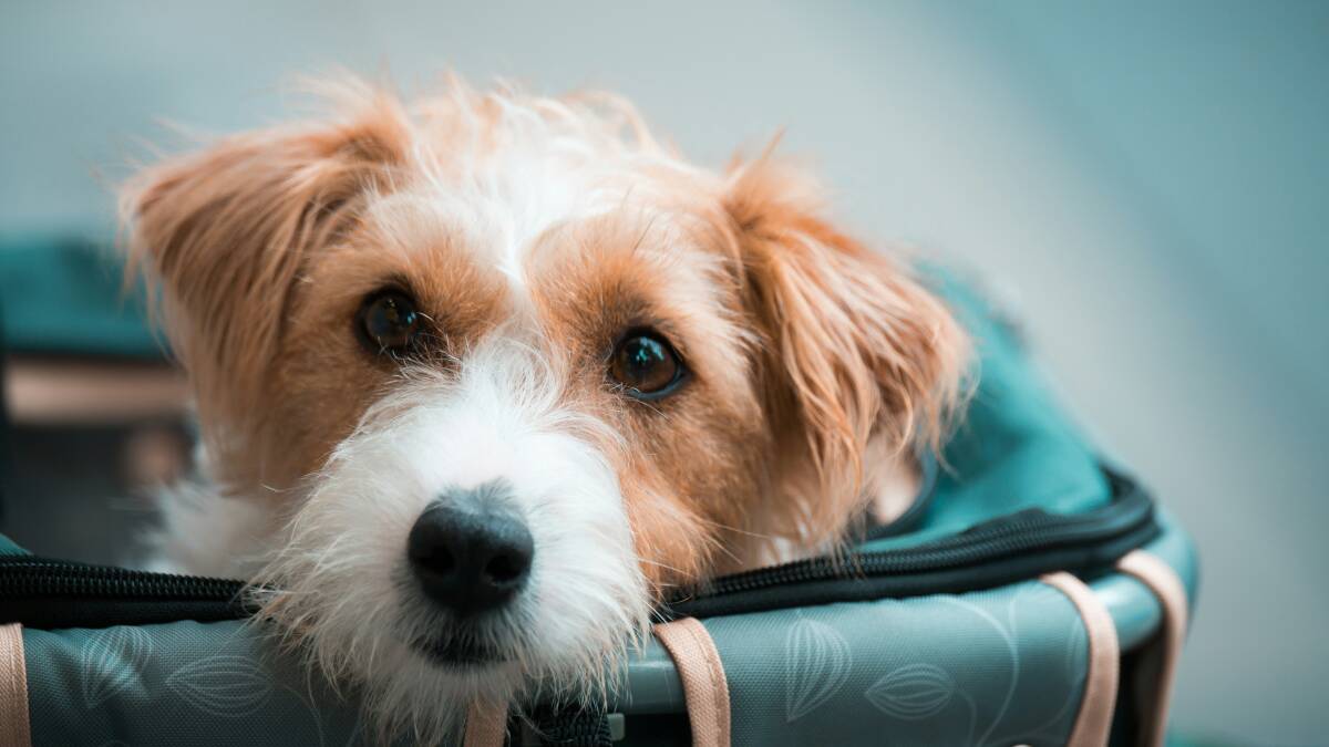 Animals must be placed in an approved soft-sided carrier. Picture by Unsplash Animals must be placed in an approved soft-sided carrier. Picture by Unsplash