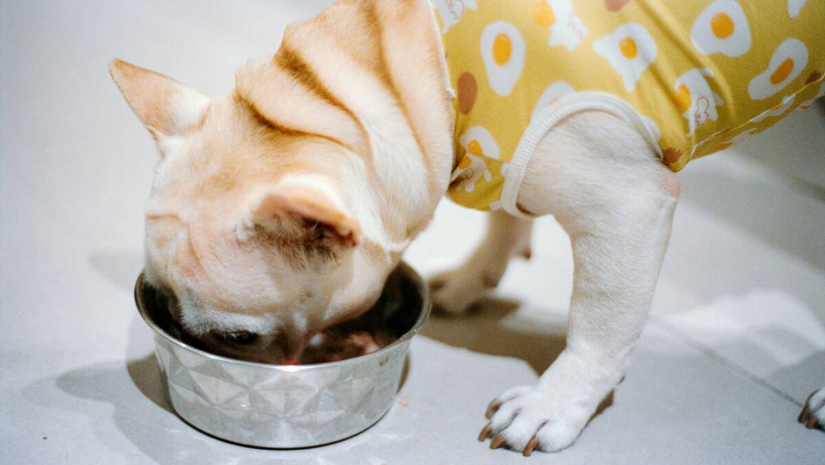 Offer your pet a light meal 2-4 hours before travel. Picture by Unsplash Offer your pet a light meal 2-4 hours before travel. Picture by Unsplash