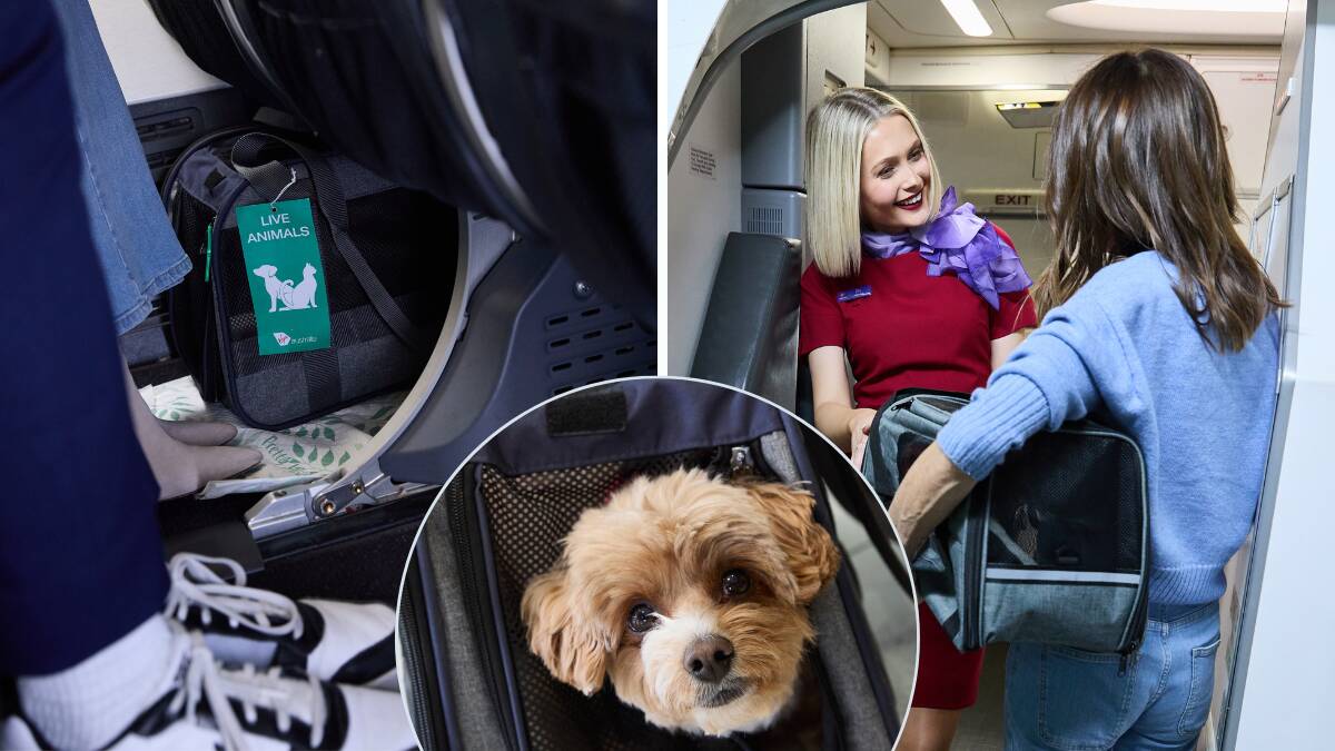 The trial period for Virgin Australia's Pets in Cabin service will be extended for dogs and cats - with a new route added for cats. Pictures supplied The trial period for Virgin Australia's Pets in Cabin service will be extended for dogs and cats - with a new route added for cats. Pictures supplied