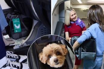 Virgin Australia just expanded its in-cabin pet flights - is your city next?
