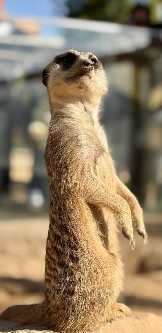 A meerkat at Sydney Zoo.