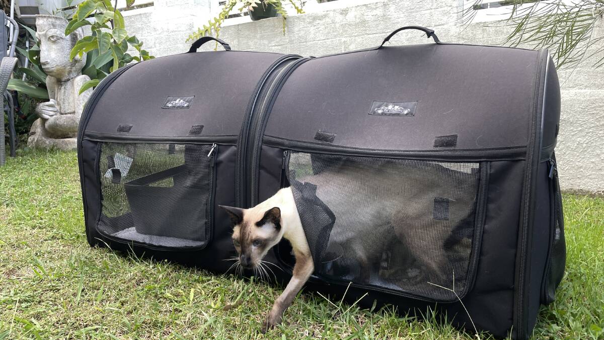 Pussu poses for a photo shoot with his travel crate, making as if to step out and check out his new destination (even though it's just our garden).
