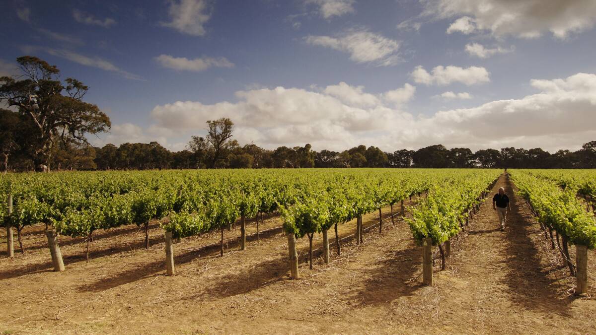 Langhorne Creek Vineyards in South Australia. Picture by FPT/Adam Bruzzone