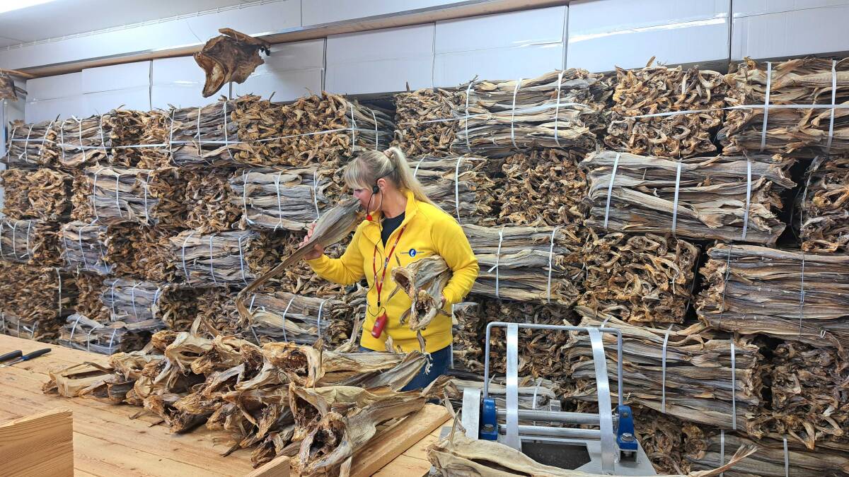A worker at Lofoten Seafood Centre tests stockfish by smelling it. Picture by Sarah Falson