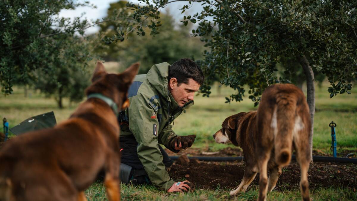 Ian from Pipers Brook Truffles and lead truffle-hunting dog Diego (right). Picture supplied Ian from Pipers Brook Truffles and lead truffle-hunting dog Diego (right). Picture supplied