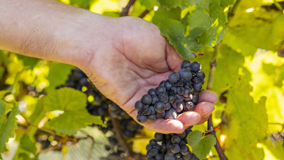 Green Olive at Red Hill is a working vineyard. Picture by Visit Victoria