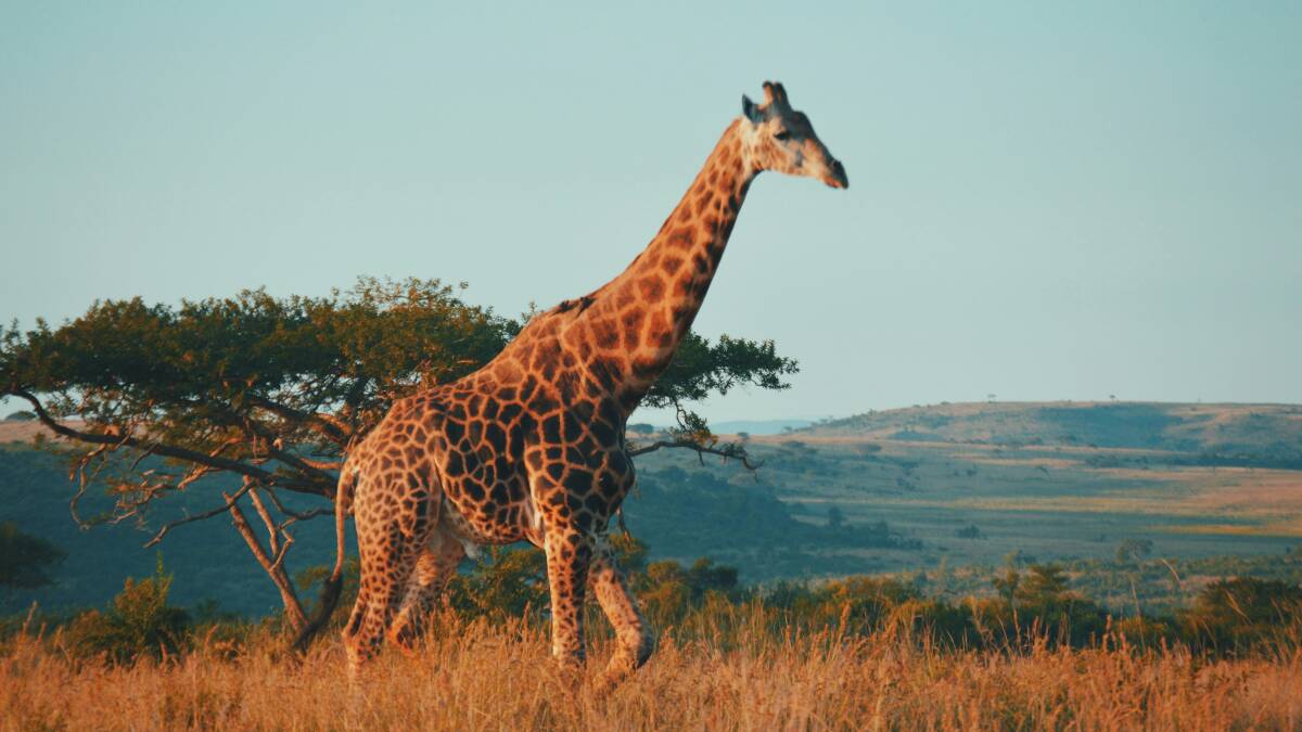 A giraffe at a game reserve in South Africa. Picture by Kelly Arnold/Unsplash