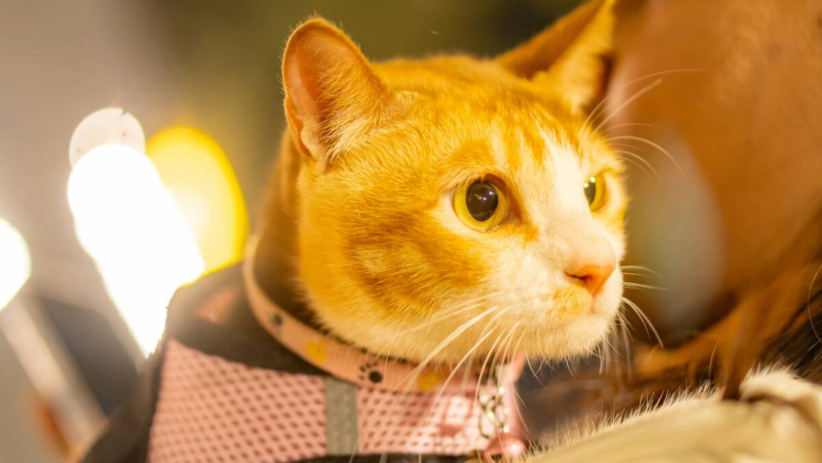 Pets must be fitted with a harness or collar and leash before arriving at the airport. Picture by Unsplash Pets must be fitted with a harness or collar and leash before arriving at the airport. Picture by Unsplash