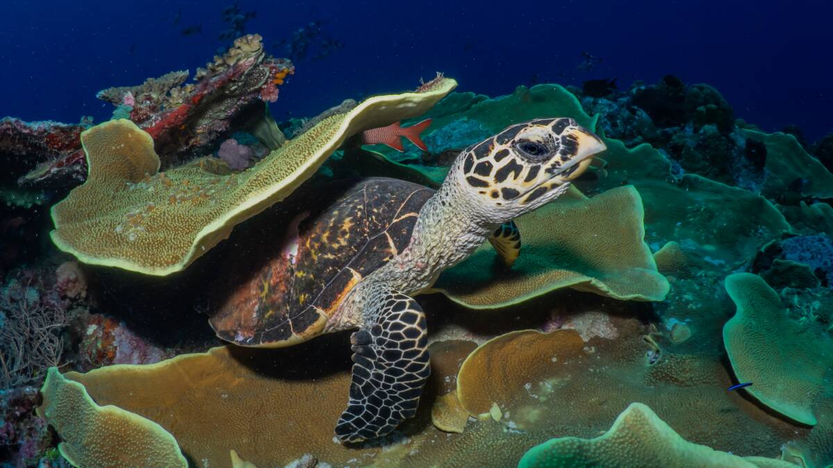 Palau's ecosystem is so diverse and untouched that visitors have to sign a pledge that they won't damage it. Picture by PT Hirschfield Palau's ecosystem is so diverse and untouched that visitors have to sign a pledge that they won't damage it. Picture by PT Hirschfield