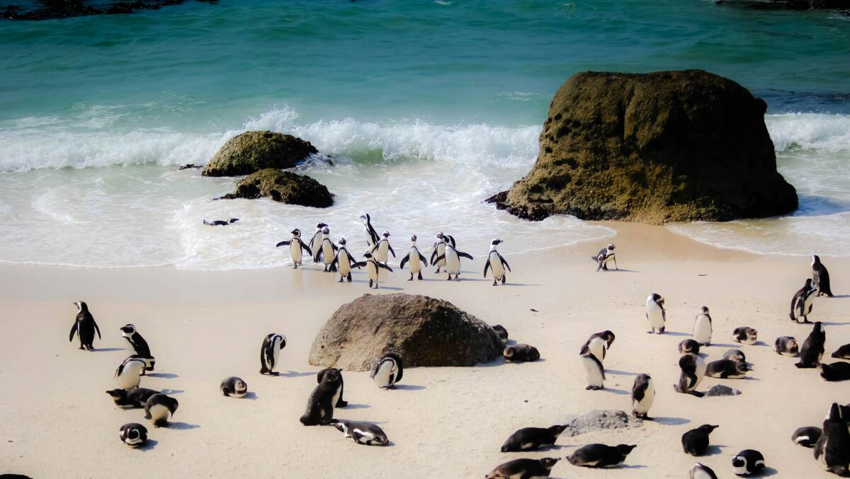 Penguins on the coast in Cape Town, South Africa. Picture by Casey Allen/Unsplash